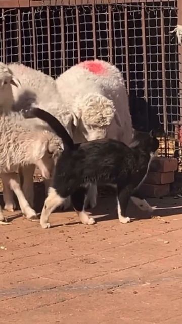 My soul is full cat animals sheeps