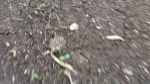 Приехали на дачу, наконец то опять потеплело, первые жители в теплице...