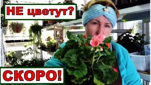 Почему сейчас не цветут пеларгонии_ Последний вздох в стесненных условиях.