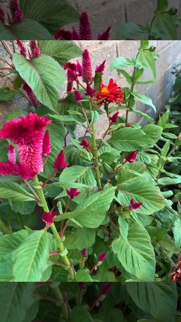 Красивые цветы из сада смотреть онлайн