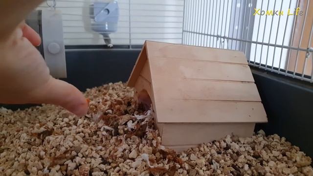 Встреча с хомкой Симпсоном после отпуска 🐹