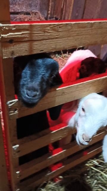 Такие хорошие и любопытные носики!!!