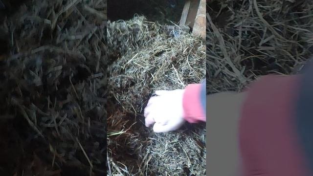 Пасу гусей 🪿 в гордом одиночестве. Собрал яйца 🪺 уже не один