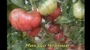 10 сортов из моей коллекции томатов. Чёрно-коричневые сорта