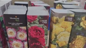 ОБЗОР РОЗ В ОКЕЙ!🌹ПОКУПКИ.