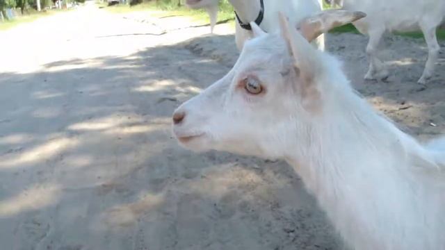 Коза смотреть онлайн