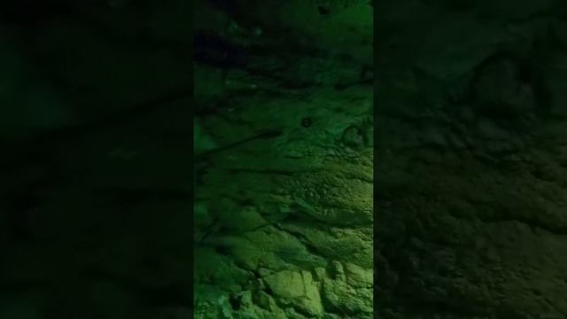 океанариум Спб смотреть онлайн