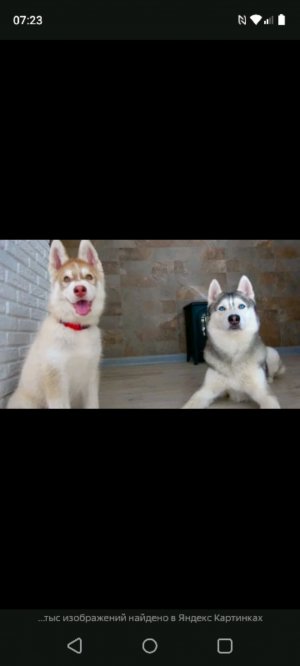 хаски  бандит