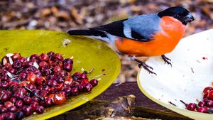 обед у птиц