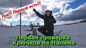 Первая проверка крючков на Налима 22 03 25