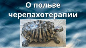 Польза черепахотерапии