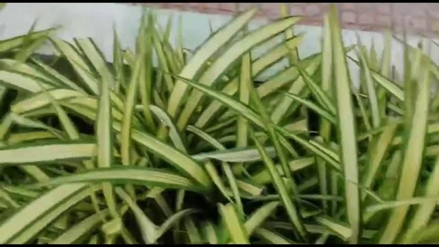 96- All about a plant series #Pandanus plant care and growing tips #terracegarden