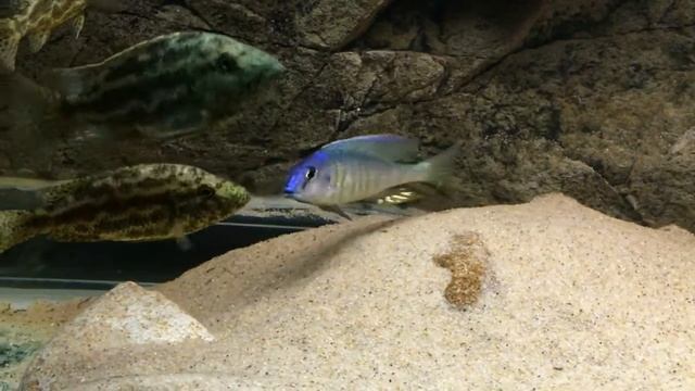 Otopharynx sp. Torpedo blue Tanzania territorial male - PISCES смотреть онлайн