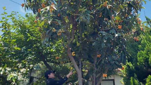 Наша жизнь на юге Японии! Июнь в Фукуоке смотреть онлайн