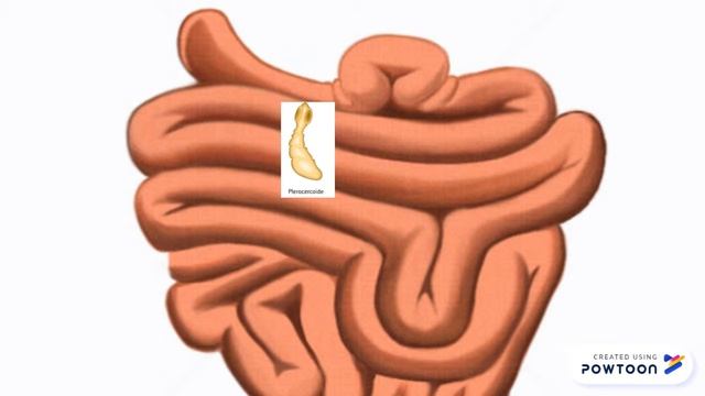 Di latum смотреть онлайн