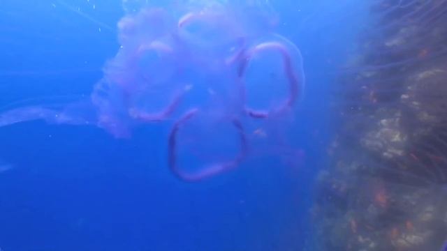 Jellyfish, El Quseir, Egypt смотреть онлайн