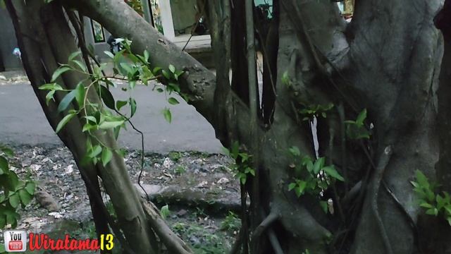 Cek harga bonsai dirumah mbah Kilan