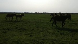 Жеребец защищает табун даже от людей