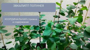 🟢ЭВКАЛИТП ПОПУНЕЯ. Координальная стрижка и содержание.
