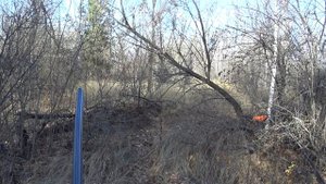 Увидел сидящего вальдшнепа. Охота с легавой