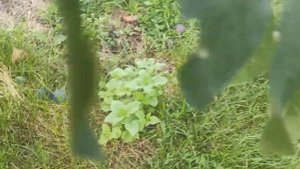 Слива Стартовая в Сибири. Сад Тоторова. 2023г.