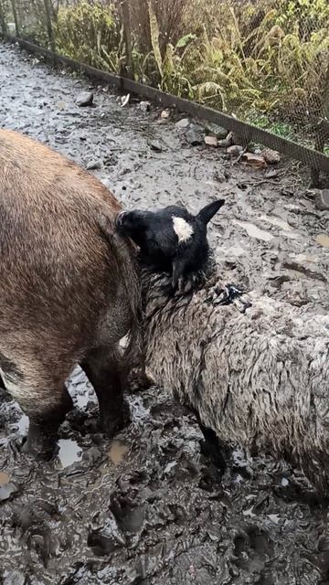 вот это любовь#деревенскаяжизнь # смотреть онлайн