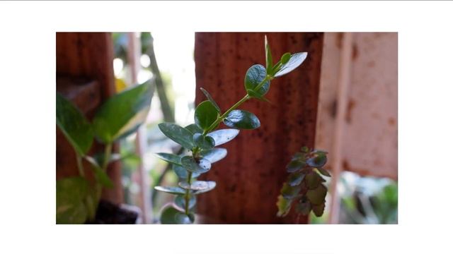 UNBOXING MY FIRST CAMERA LENS! TTArtisan 35mm F1.4 Manual for Fujifilm + Quick Review!