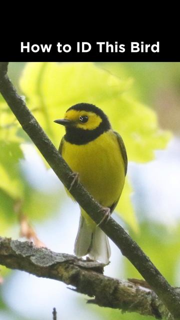 Do you know this yellow bird? смотреть онлайн