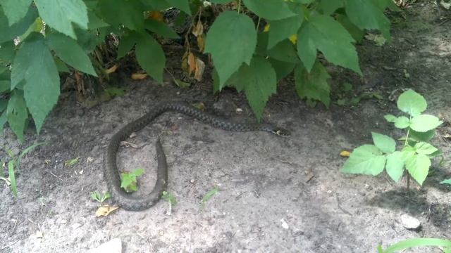 Змея во дворе смотреть онлайн