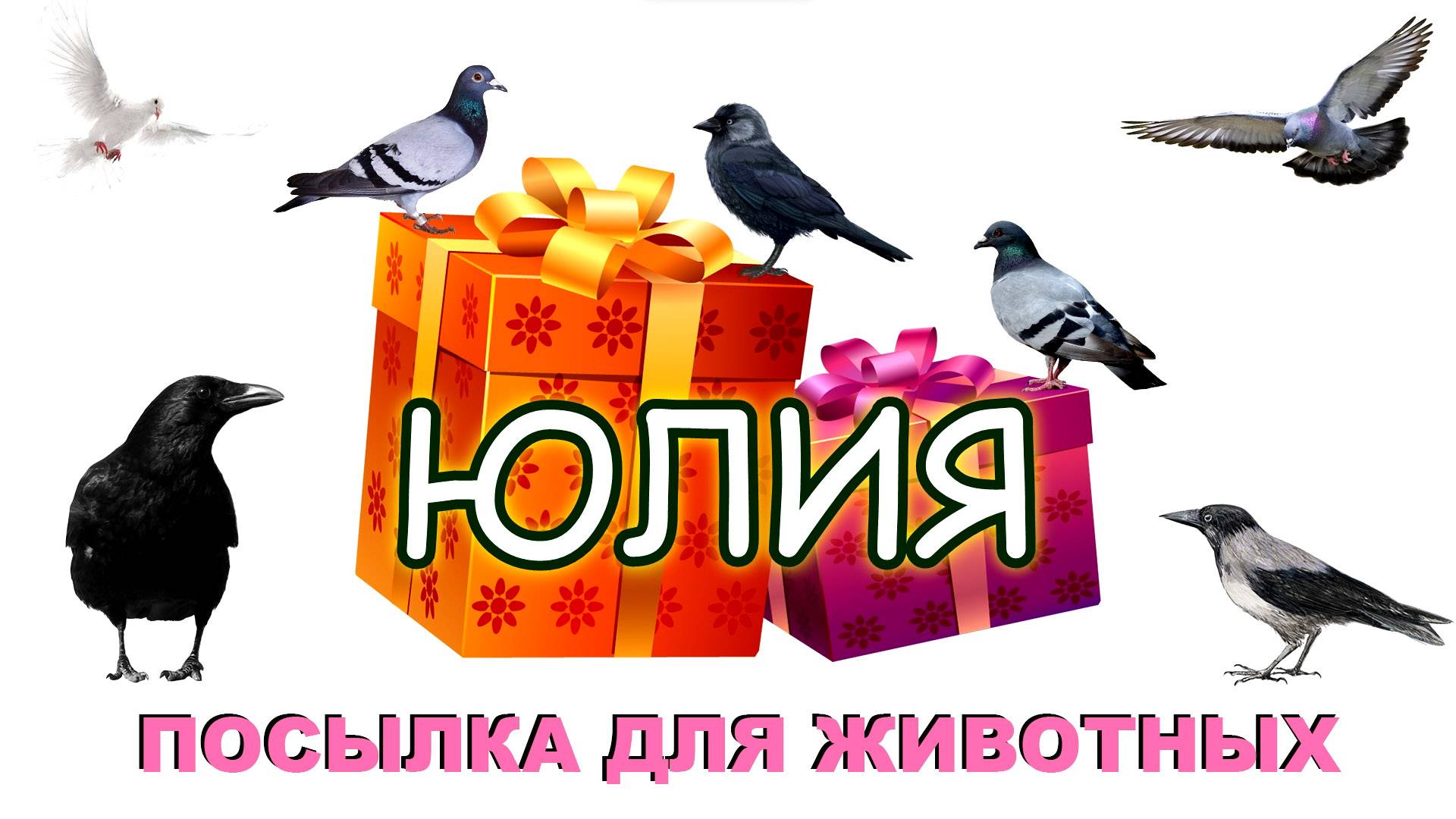 Посылка для животных. ЮЛИЯ смотреть онлайн