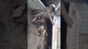 Нутриеводство