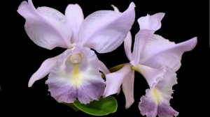 Реанимация каттлеи Sea Breeze с одной бульбы за полтора  года и её пересадка. Часть 1.