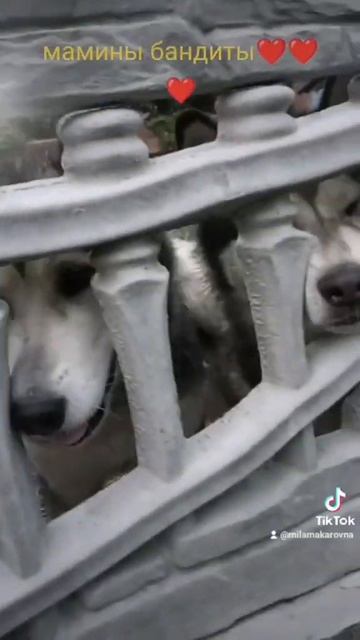Маламуты. Мамина банда #приколы #собаки смотреть онлайн