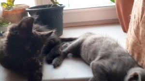 Поели и залезли на подоконник.