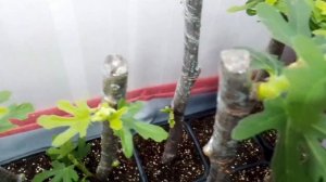 Инжир с черенков от Small Gardens