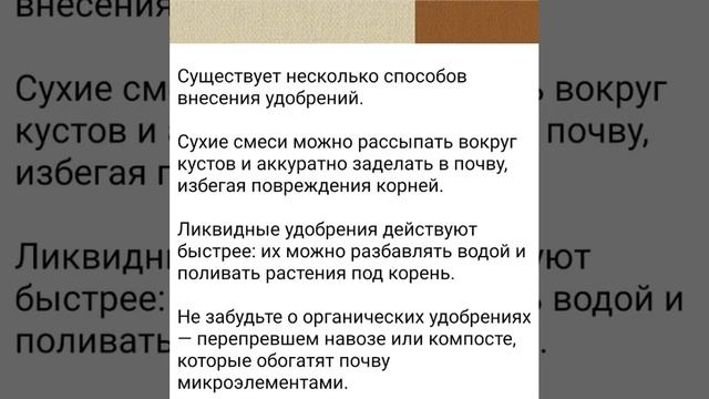 Подкормка роз