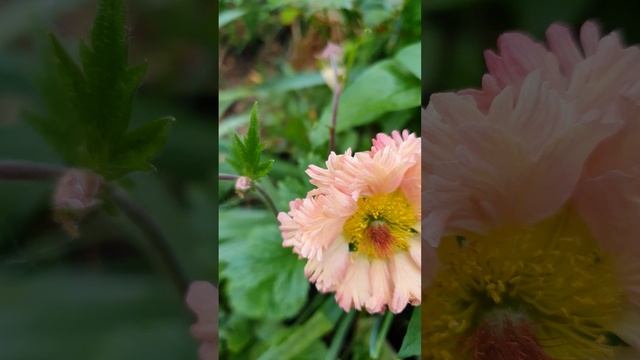 Geum Mai Tai flowering in the garden смотреть онлайн