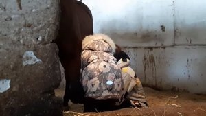 Часть 1. Первое знакомство с лошадью. Ребёнок и лошадь.
