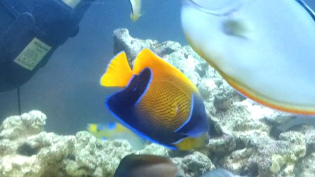 My Majestic Angel смотреть онлайн