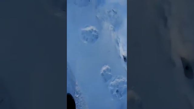 Тигр в городе.