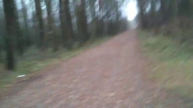Прогулка в Лосином острове. Последний день осени 🌳🍂🌲🌲🌳🍁