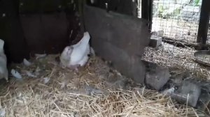 Тексаны - герои среди голубей. Птенцы под охраной.