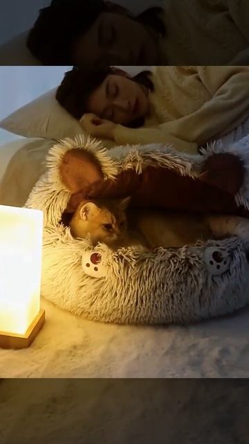 Лежанка с ушками смотреть онлайн