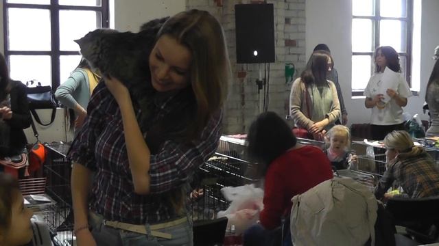 03.04.2016 КОШКИ, которым нужны хозяева 03870 смотреть онлайн