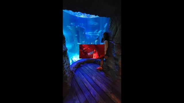 Celebrating Our 6th Wedding Anniversary At - (Sea Life) - Orlando, Florida смотреть онлайн