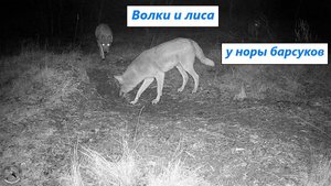 Барсук всё принюхивался. И вот три волка пришли к норе барсуков. А потом и лиса