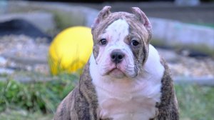 Тиграша, американский булли. Предлагается