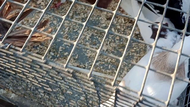 Ярмарка голубей г Тула 23.03.2025. Часть 3 смотреть онлайн