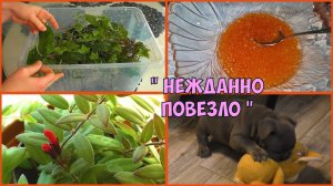 Солю красную икру просто и быстро. Ревизия черенков комнатных цветов в контейнере. Поздний посев 🍅