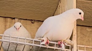 Таджикские голуби 2024 (Tadjik Pigeons) 🇹🇯🇨🇦🇩🇪🇺🇲🕊️ #голуби #таджикистан